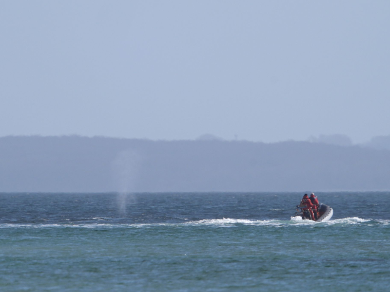 Experten beobachten den Wal von einem Schlauchboot aus. - Foto: Marcus Brandt/dpa