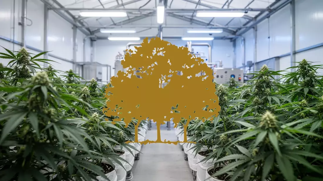 Canopy Growth Aktie: Neues Kapitel - Bild: über boerse-global.de