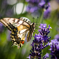 Lavendel ist bei verschiedenen Schmetterlingsarten wie auch dem Schwalbenschwanz beliebt. (Archivbild) - Foto: Patrick Pleul/dpa/dpa-tmn