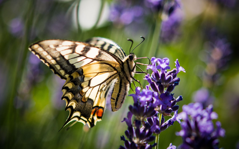 Lavendel ist bei verschiedenen Schmetterlingsarten wie auch dem Schwalbenschwanz beliebt. (Archivbild) - Foto: Patrick Pleul/dpa/dpa-tmn