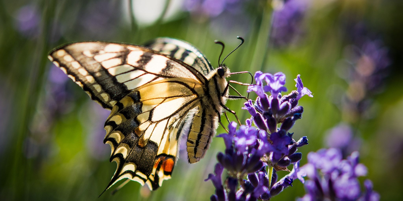 Lavendel ist bei verschiedenen Schmetterlingsarten wie auch dem Schwalbenschwanz beliebt. (Archivbild) - Foto: Patrick Pleul/dpa/dpa-tmn