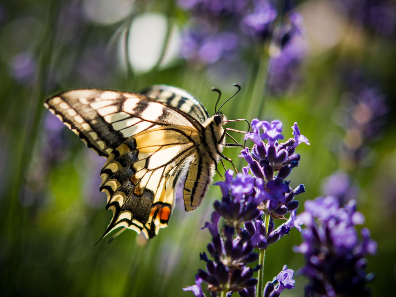 Lavendel ist bei verschiedenen Schmetterlingsarten wie auch dem Schwalbenschwanz beliebt. (Archivbild) - Foto: Patrick Pleul/dpa/dpa-tmn