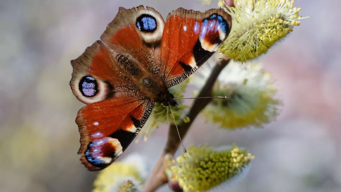 Weidenkätzchen zählen zu den beliebten Nahrungsquellen für Insekten. (Archivbild) - Bild: Uwe Anspach/dpa