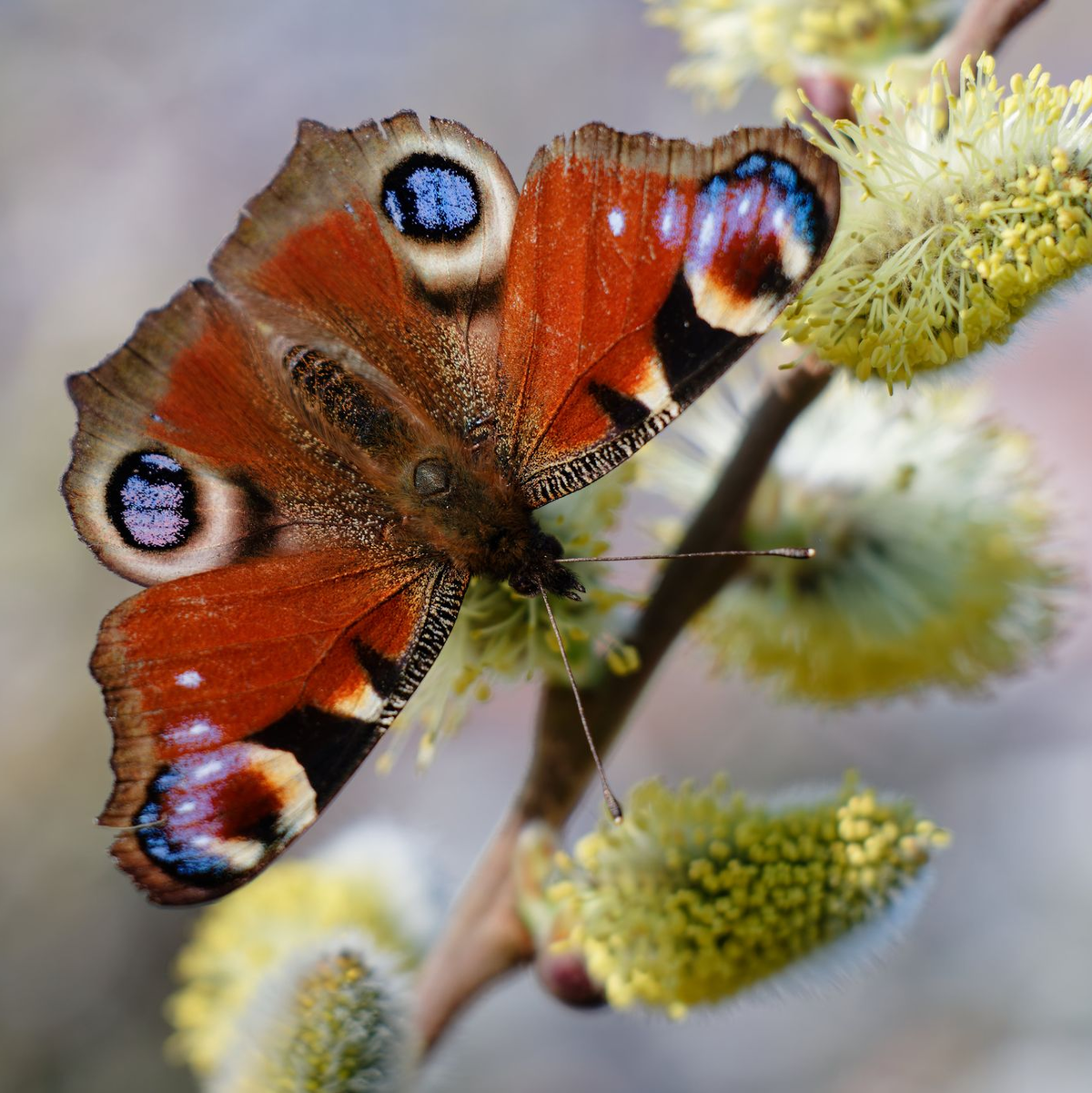 Weidenkätzchen zählen zu den beliebten Nahrungsquellen für Insekten. (Archivbild) - Foto: Uwe Anspach/dpa