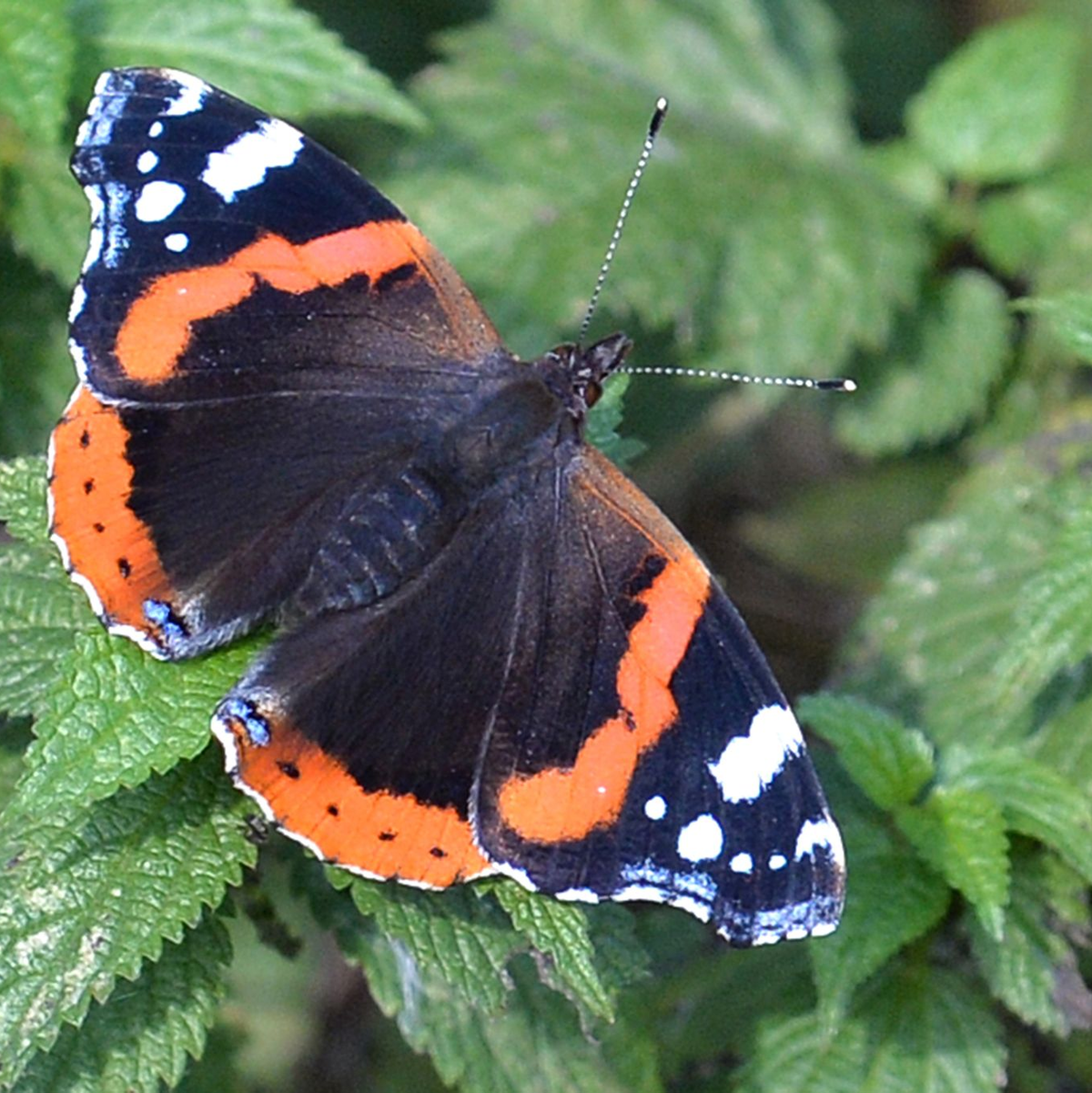 Falter wie Tagpfauenauge, Kleiner Fuchs, Landkärtchen und Admiral legen ihre Eier gezielt an Brennnesseln ab. (Archivbild) - Foto: Carmen Jaspersen/dpa/dpa-tmn