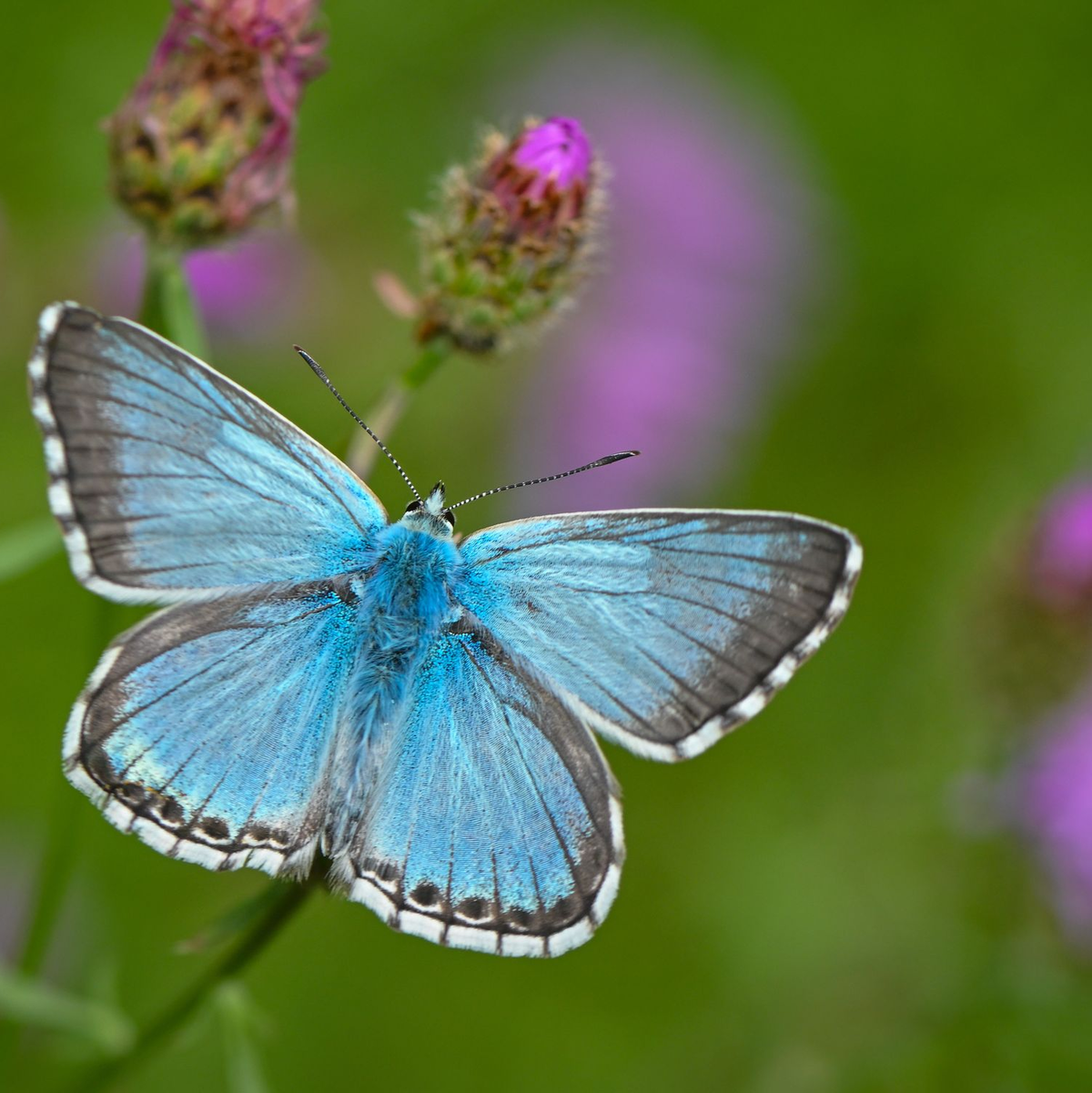 Viele Bläulings?Arten haben sehr spezielle Pflanzenvorlieben. (Archivbild) - Foto: Patrick Pleul/dpa/dpa-tmn