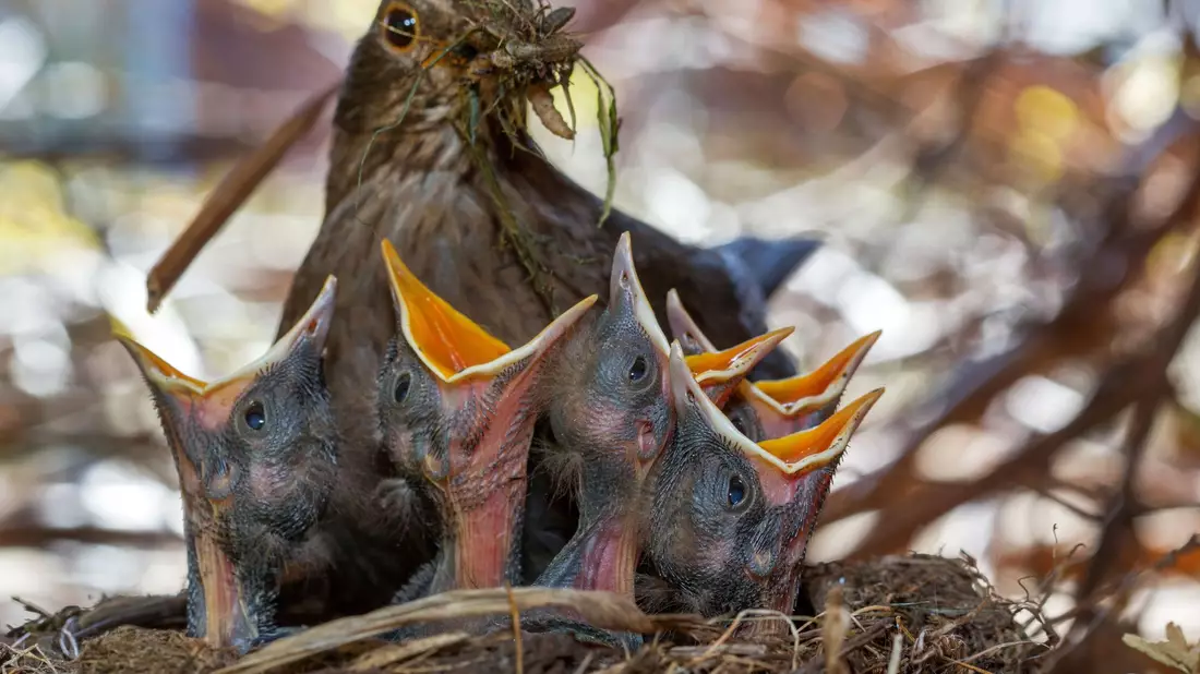 Wichtig für Singvögel sind naturnahe, insektenfreundliche Gärten. (Archivbild) - Bild: Jens Büttner/dpa