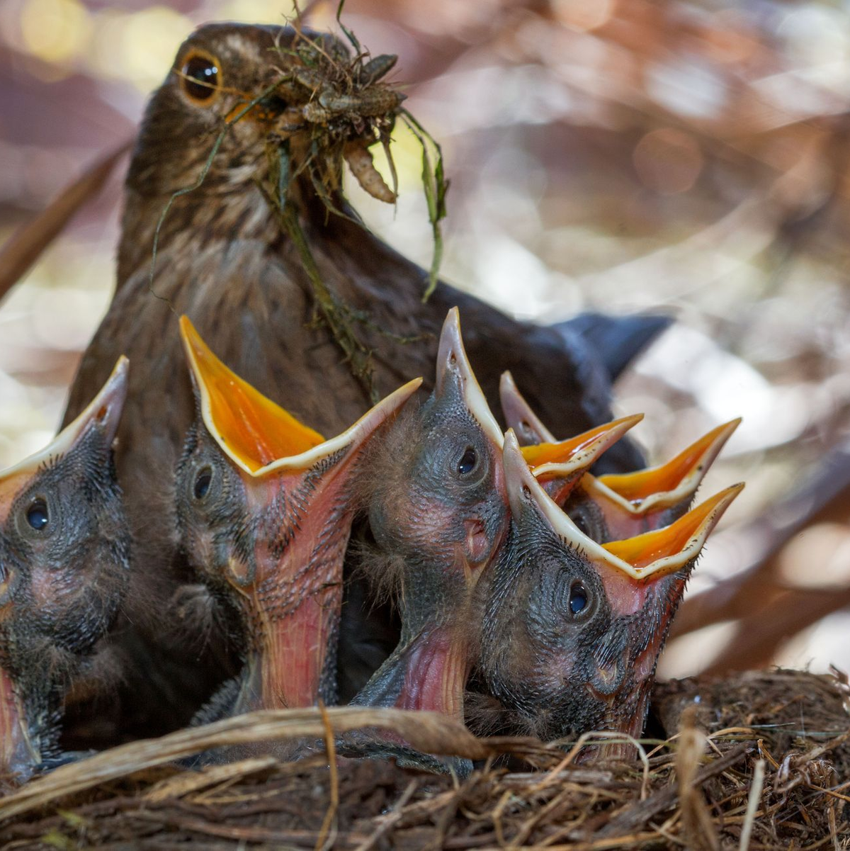 Wichtig für Singvögel sind naturnahe, insektenfreundliche Gärten. (Archivbild) - Foto: Jens Büttner/dpa