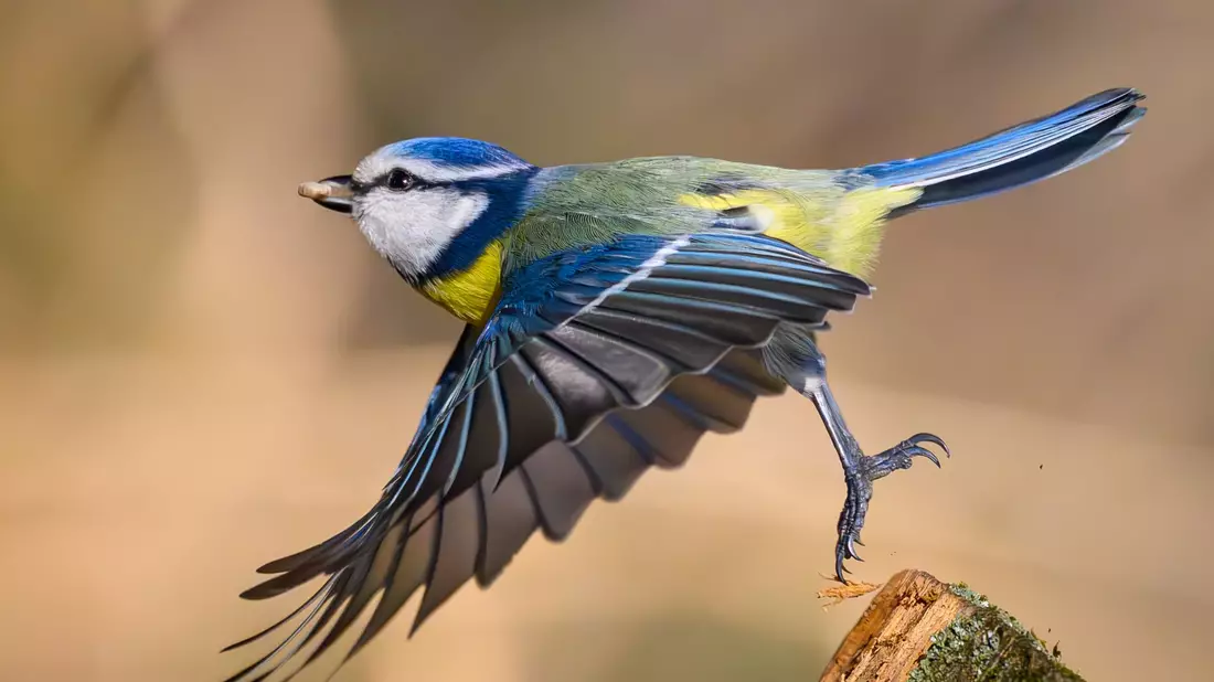 Zahl und Vielfalt der Singvögel sind in den vergangenen Jahrzehnten parallel zum Insektenschwund gesunken. (Archivbild) - Bild: Patrick Pleul/dpa