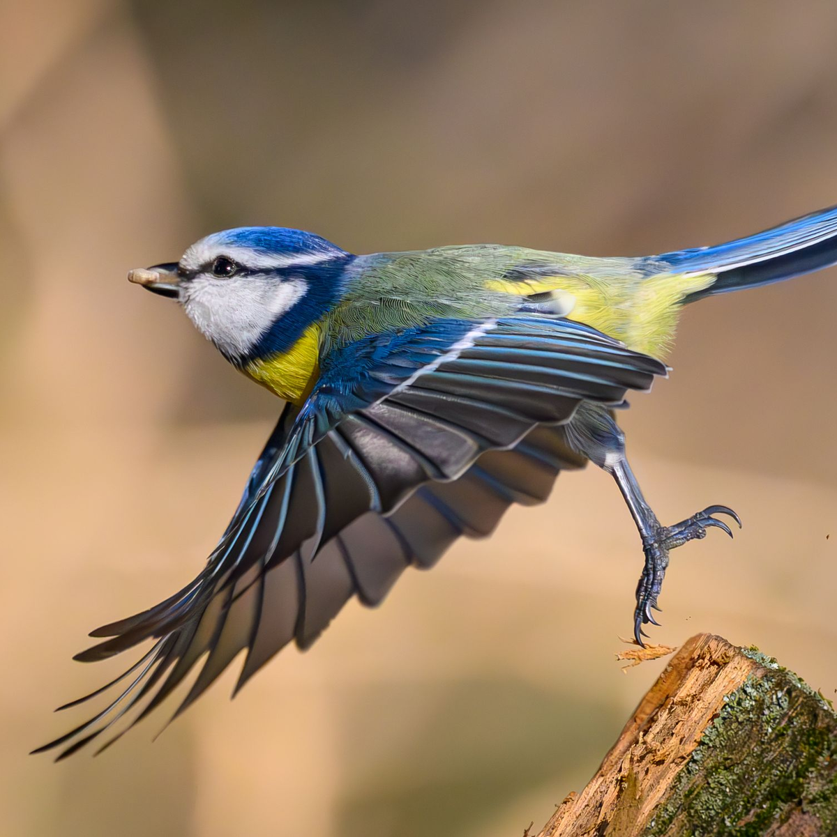 Zahl und Vielfalt der Singvögel sind in den vergangenen Jahrzehnten parallel zum Insektenschwund gesunken. (Archivbild) - Foto: Patrick Pleul/dpa