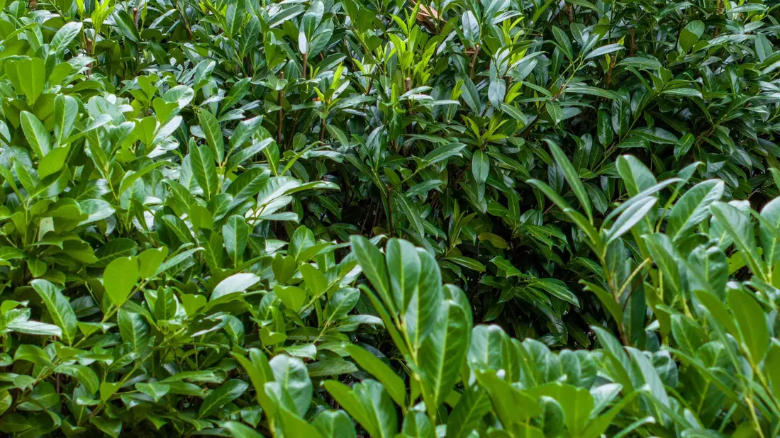 Kirschlorbeer ist wie Hortensien und Forsythien ökologisch nahezu wertlos. (Archivbild) - Bild: Christoph Reichwein/dpa