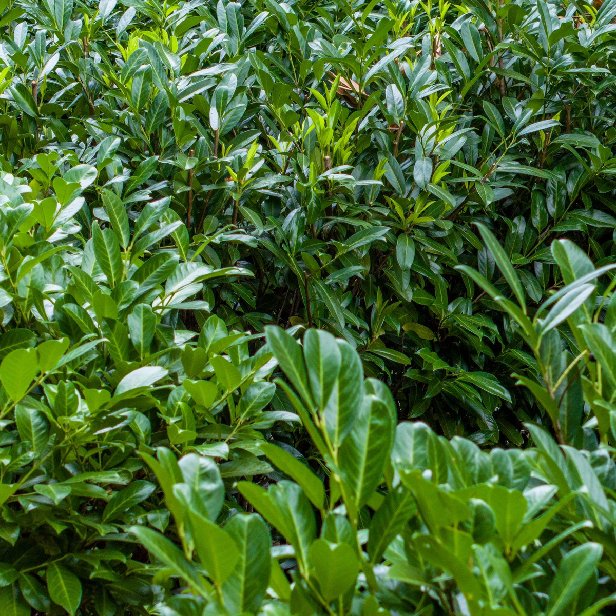 Kirschlorbeer ist wie Hortensien und Forsythien ökologisch nahezu wertlos. (Archivbild) - Foto: Christoph Reichwein/dpa