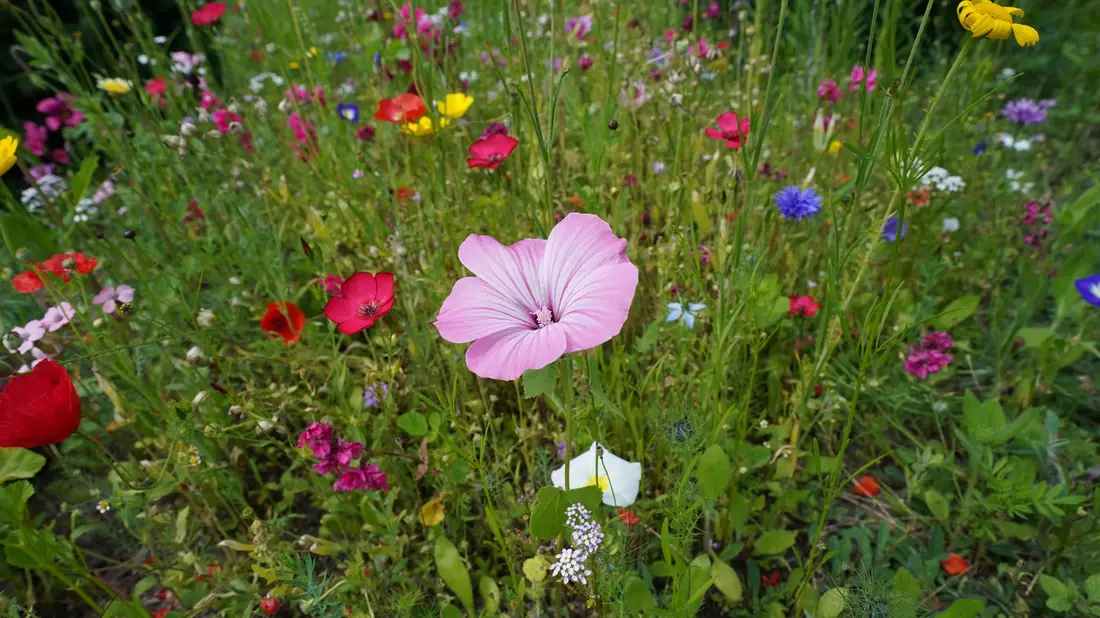 Auch wenn bei weitem nicht jede Blumenwiese so voller Blüten steht: Sie ist wertvoll für Lebewesen. (Archivbild) - Bild: Marcus Brandt/dpa