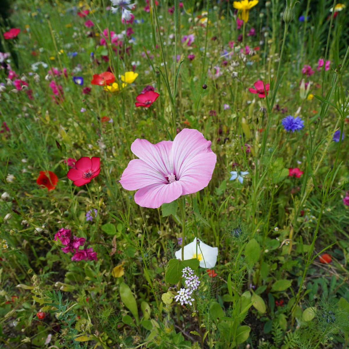 Auch wenn bei weitem nicht jede Blumenwiese so voller Blüten steht: Sie ist wertvoll für Lebewesen. (Archivbild) - Foto: Marcus Brandt/dpa