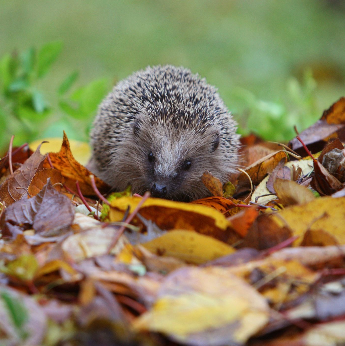Damit Igel sich wohlfühlen, braucht es mehr als einen Laubhaufen im Winter. (Archivbild) - Foto: Karl-Josef Hildenbrand/dpa/dpa-tmn