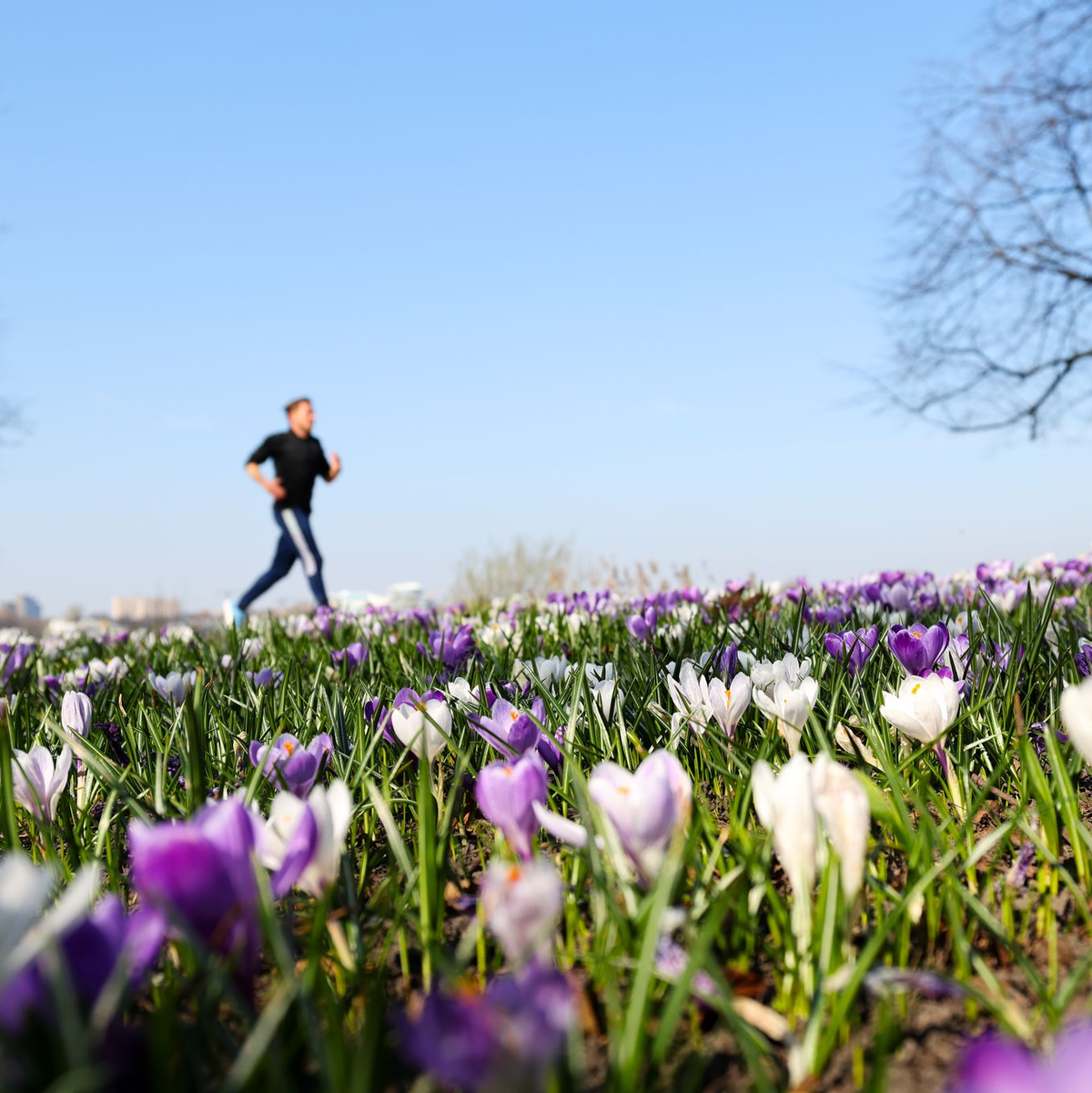 Joggen durch ein Blumenmeer ist jetzt wieder möglich. (Archivbild) - Foto: Christian Charisius/dpa