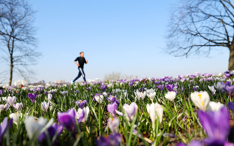 Joggen durch ein Blumenmeer ist jetzt wieder möglich. (Archivbild) - Foto: Christian Charisius/dpa