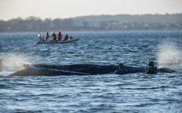 Das Schicksal des Wals wird auch international verfolgt. - Foto: Ulrich Perrey/dpa