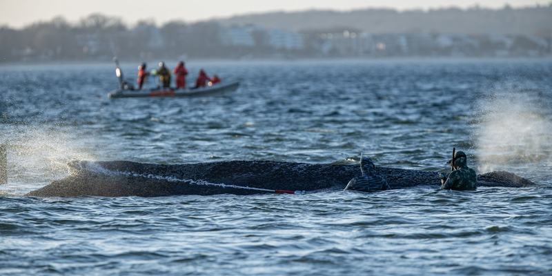 Das Schicksal des Wals wird auch international verfolgt. - Foto: Ulrich Perrey/dpa