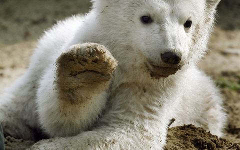 Eisbär-Baby Knut grüßt 2007 mit erhobener Tatze. - Foto: Wolfgang Kumm/dpa
