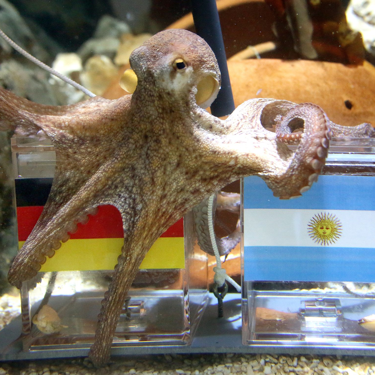 War ganz schön schlau: Krake Paul. - Foto: Roland Weihrauch/dpa