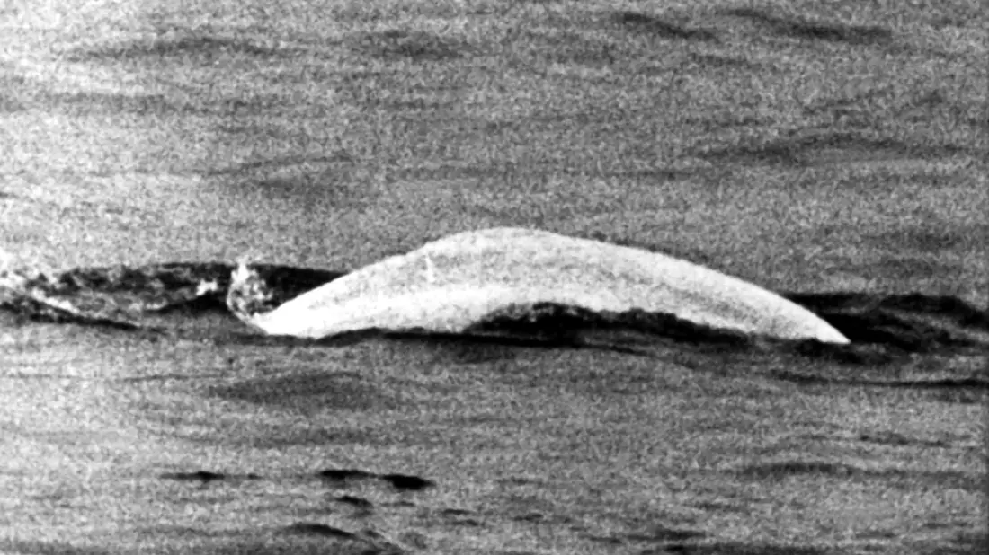 Ein auf den Namen Moby Dick getaufter Beluga sorgte 1966 für Aufsehen. - Bild: picture alliance / dpa