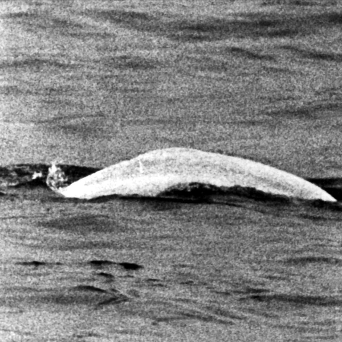 Ein auf den Namen Moby Dick getaufter Beluga sorgte 1966 für Aufsehen. - Foto: picture alliance / dpa
