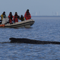 Wo der Wal aktuell genau ist, ist nicht bekannt. - Foto: Marcus Brandt/dpa
