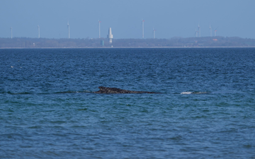 Nach tagelangen Bemühungen zahlreicher Helfer hatte sich der Wal in der Nacht zum Freitag nach Tagen selbst von einer Sandbank vor Timmendorfer Strand durch eine per Bagger ausgegrabene Rinne freigeschwommen. - Foto: Marcus Brandt/dpa