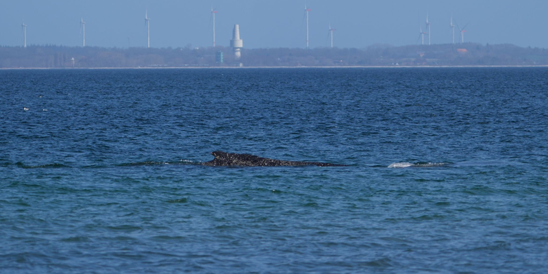 Nach tagelangen Bemühungen zahlreicher Helfer hatte sich der Wal in der Nacht zum Freitag nach Tagen selbst von einer Sandbank vor Timmendorfer Strand durch eine per Bagger ausgegrabene Rinne freigeschwommen. - Foto: Marcus Brandt/dpa