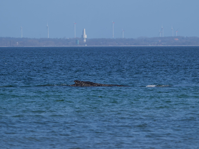 Nach tagelangen Bemühungen zahlreicher Helfer hatte sich der Wal in der Nacht zum Freitag nach Tagen selbst von einer Sandbank vor Timmendorfer Strand durch eine per Bagger ausgegrabene Rinne freigeschwommen. - Foto: Marcus Brandt/dpa