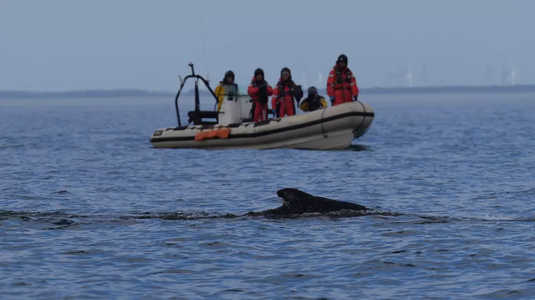 Nach der überraschenden Rettung des Wals vor Timmendorfer Strand begleiteten Mitglieder der Meeresschutzorganisation sowie von Greenpeace das Tier mit Schlauchbooten.  - Bild: Marcus Brandt/dpa