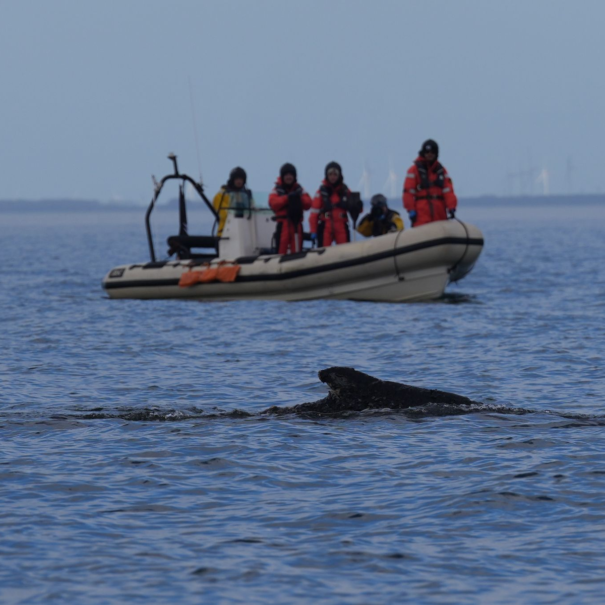 Nach der überraschenden Rettung des Wals vor Timmendorfer Strand begleiteten Mitglieder der Meeresschutzorganisation sowie von Greenpeace das Tier mit Schlauchbooten.  - Foto: Marcus Brandt/dpa
