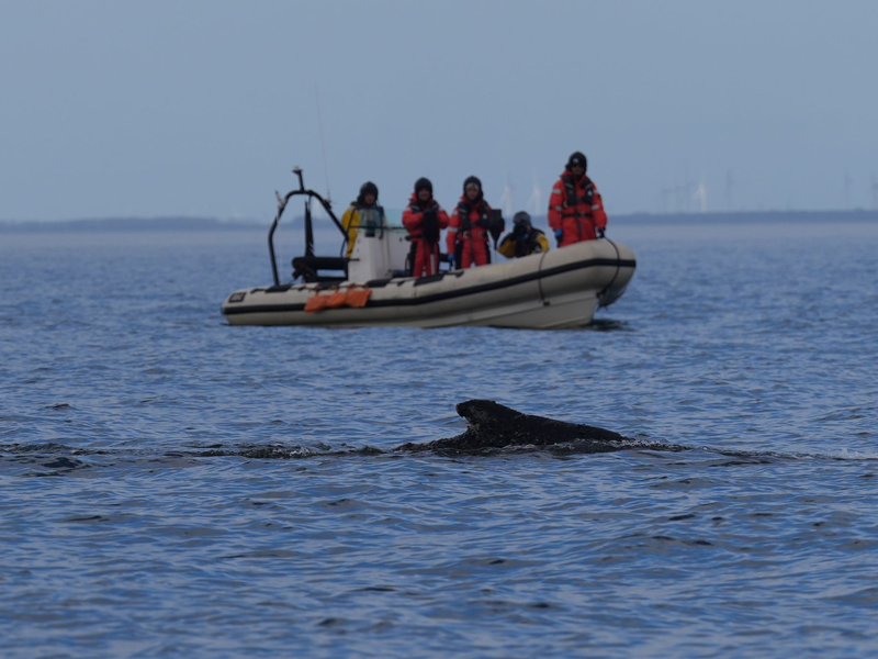 Nach der überraschenden Rettung des Wals vor Timmendorfer Strand begleiteten Mitglieder der Meeresschutzorganisation sowie von Greenpeace das Tier mit Schlauchbooten.  - Foto: Marcus Brandt/dpa