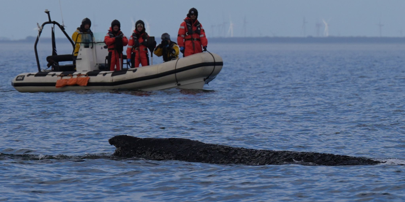 Der Buckelwal befreite sich zunächst von der Sandbank vor Timmendorfer Strand und schwamm durch die Ostsee. Nun liegt er wieder fest.  - Foto: Marcus Brandt/dpa