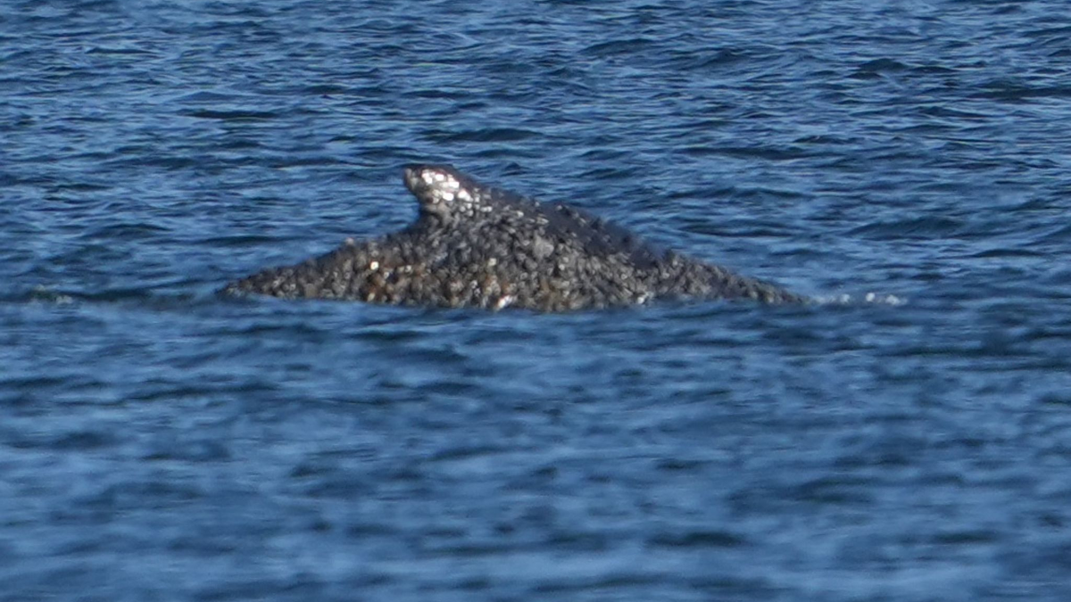 Der Buckelwal war in der Nacht zum Freitag vor Timmendorfer Strand freigekommen. Steckt nun aber wieder fest - Foto: Marcus Brandt/dpa
