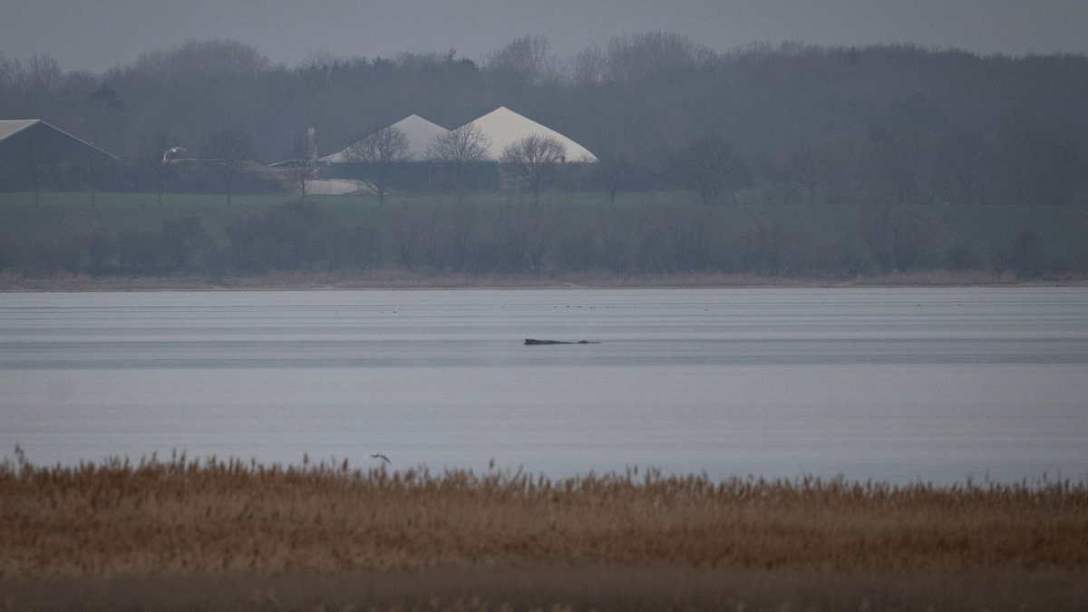 Greenpeace hofft, dass sich der Wal selbst befreien kann.  - Foto: Philip Dulian/dpa