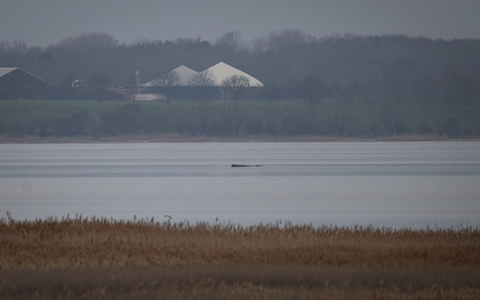 Greenpeace hofft, dass sich der Wal selbst befreien kann.  - Foto: Philip Dulian/dpa