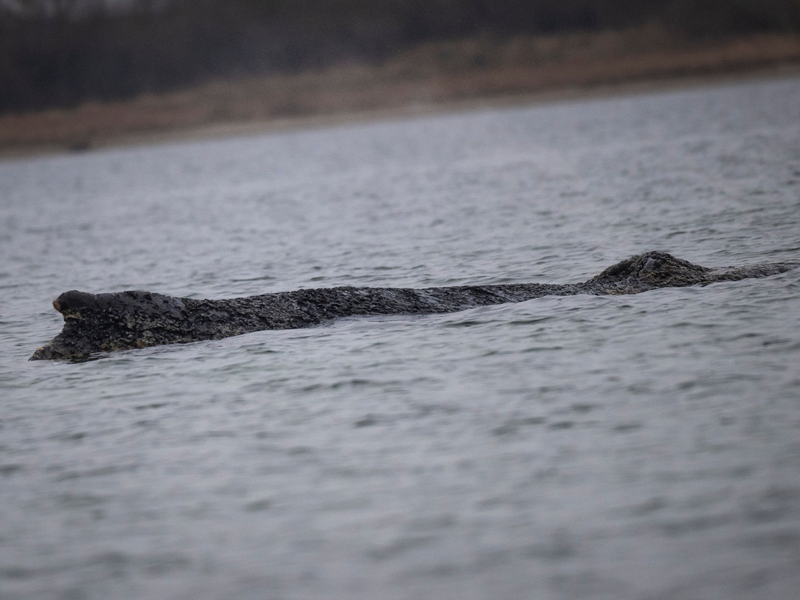 Der Wal ist in der Nacht zu Sonntag erneut von der Sandbank freigekommen. - Foto: Philip Dulian/dpa
