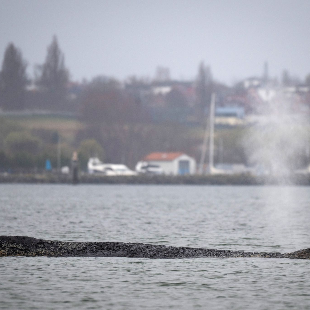 Am Freitagabend war der Wal bei Timmendorfer Stand erstmals freigekommen.  - Foto: Philip Dulian/dpa