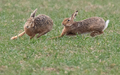 Zwei Feldhasen laufen über ein Feld. Meister Lampe breitet sich wieder in Deutschland aus – hat aber auch mit einer neuartigen Krankheit zu kämpfen. (Symbolbild) - Foto: Boris Roessler/dpa