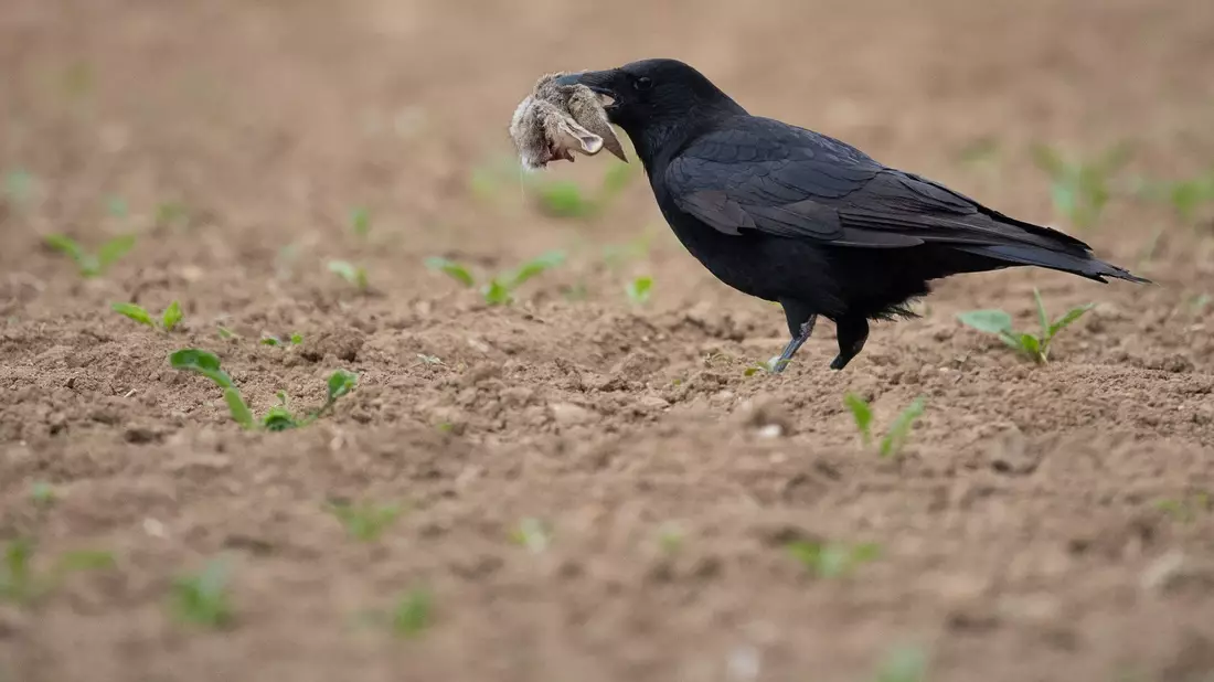 Füchse und Waschbären zählen zu den wichtigsten Fressfeinden der Mümmler. Auf diesem Foto hatte ein Langohr gegen eine Krähe das Nachsehen. (Symbolbild) - Bild: Sebastian Gollnow/dpa