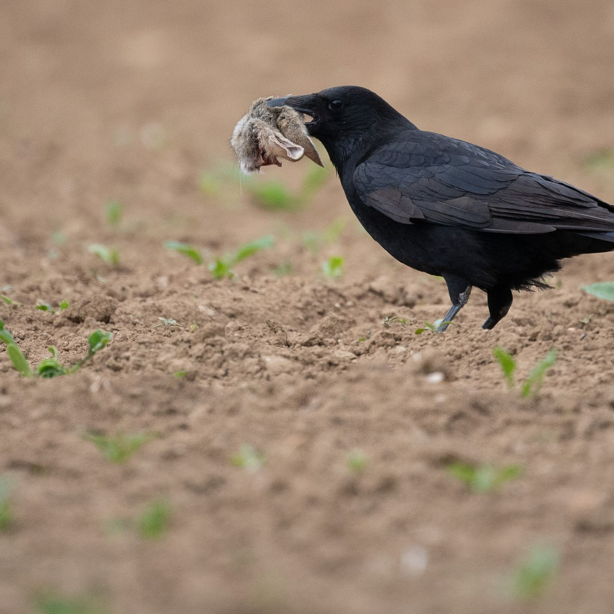 Füchse und Waschbären zählen zu den wichtigsten Fressfeinden der Mümmler. Auf diesem Foto hatte ein Langohr gegen eine Krähe das Nachsehen. (Symbolbild) - Foto: Sebastian Gollnow/dpa