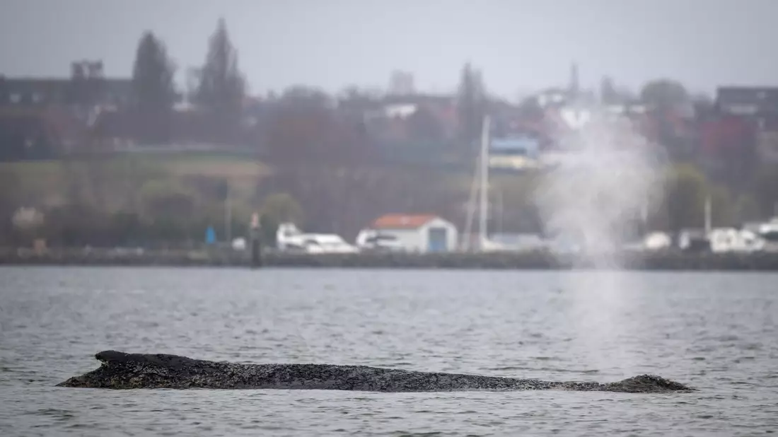 Am Samstag war der Wal erneut auf einer Sandbank in der Wismarbucht gestrandet. - Bild: Philip Dulian/dpa