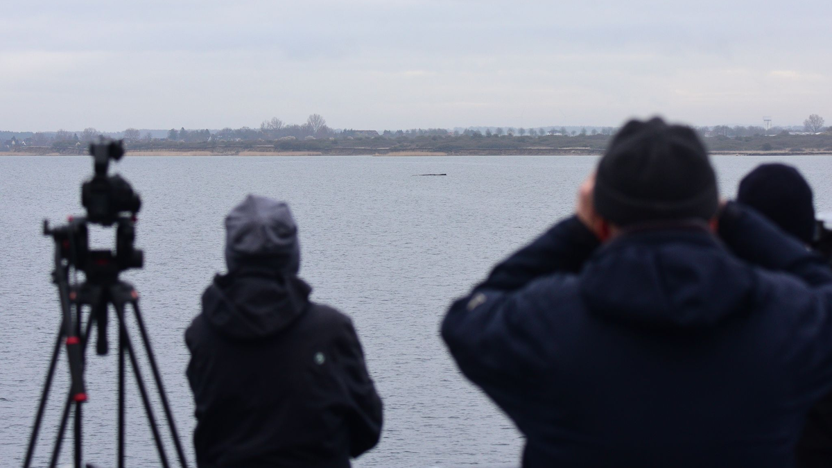 Der Walt liegt nur wenige Hundert Meter vom Festland entfernt.  - Foto: Daniel Bockwoldt/dpa