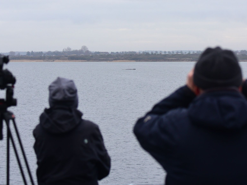 Der Walt liegt nur wenige Hundert Meter vom Festland entfernt.  - Foto: Daniel Bockwoldt/dpa