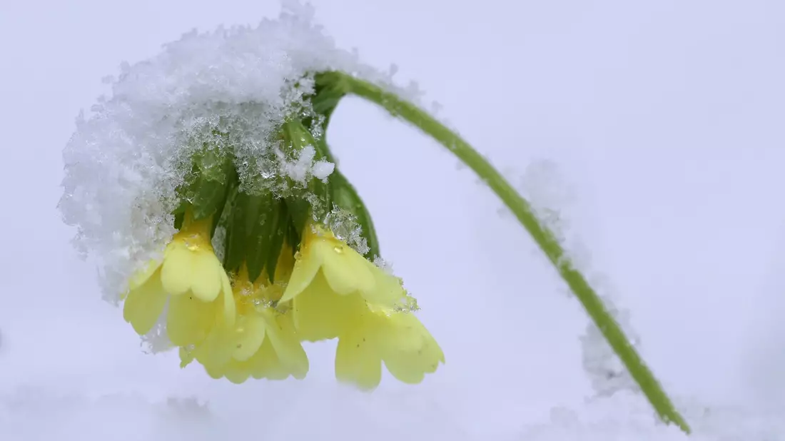 In den höheren Lagen ist weiterhin mit Schneefall zu rechnen. (Symbolbild) - Bild: Karl-Josef Hildenbrand/dpa