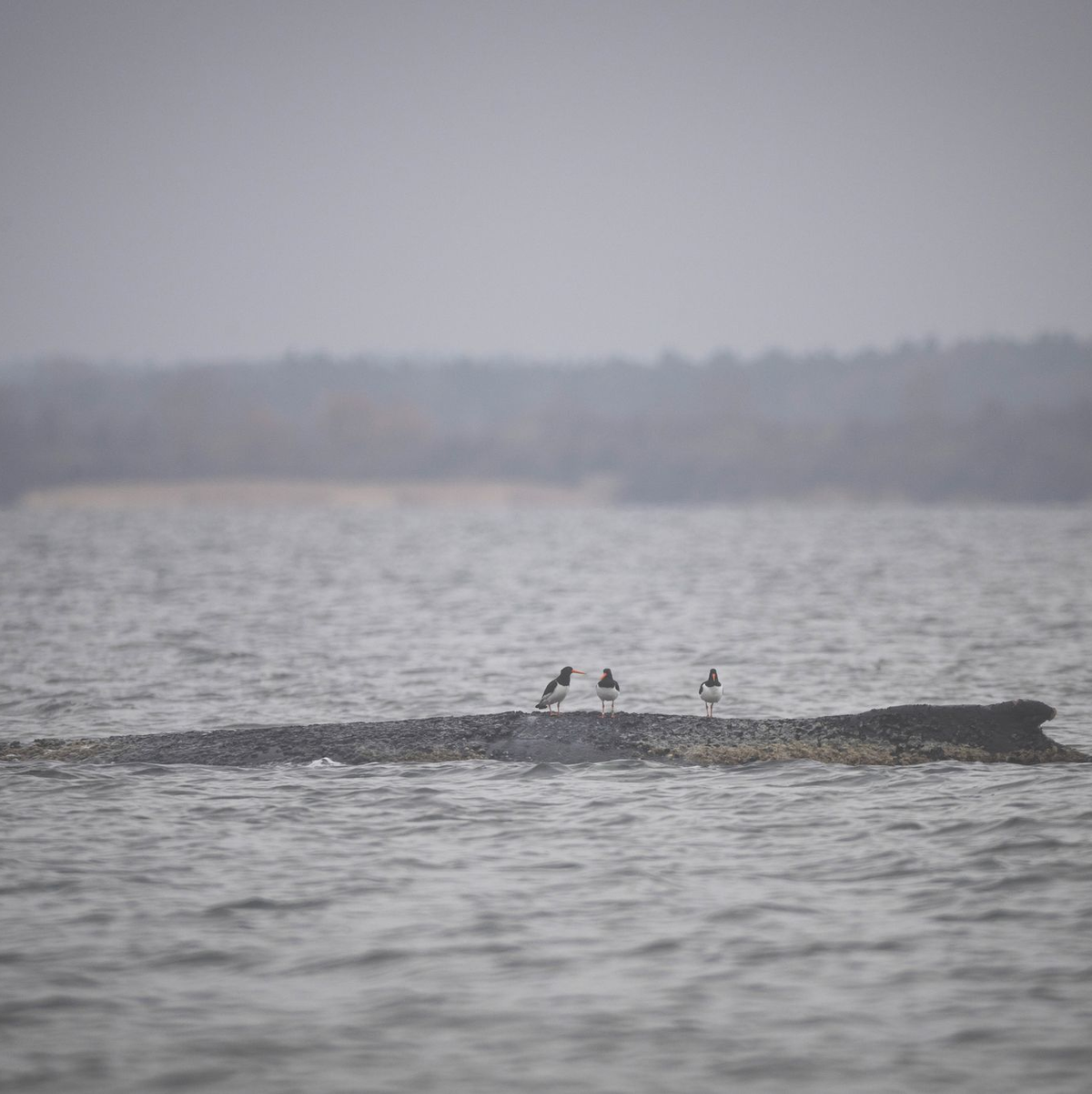 Wird der Buckelwal es schaffen? - Foto: Philip Dulian/dpa