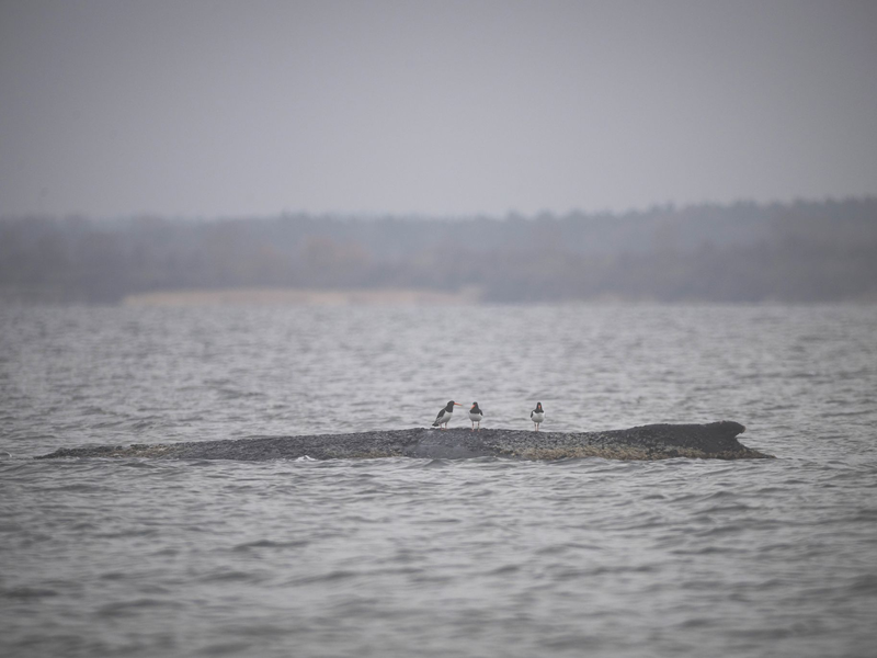 Wird der Buckelwal es schaffen? - Foto: Philip Dulian/dpa