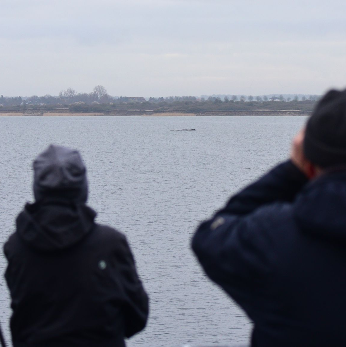 Der Wal lag am Sonntagvormittag wenige Hundert Meter vom Festland entfernt.  - Foto: Daniel Bockwoldt/dpa